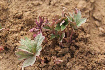 牡丹花种子怎么种植,要泡水催芽吗