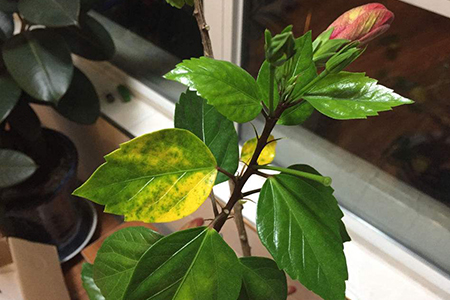 扶桑叶子发黄怎么补救