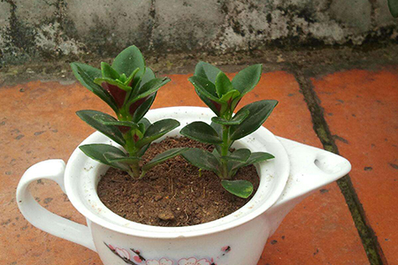 金鱼吊兰怎么繁殖