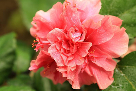 扶桑为什么不可以在家养,老人说不吉利是真的吗