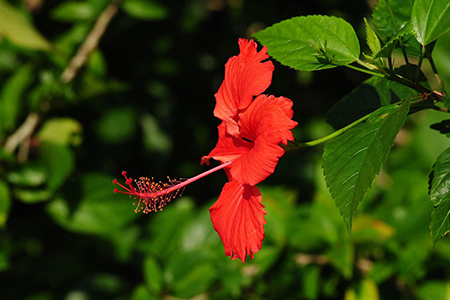 扶桑为什么不可以在家养,老人说不吉利是真的吗