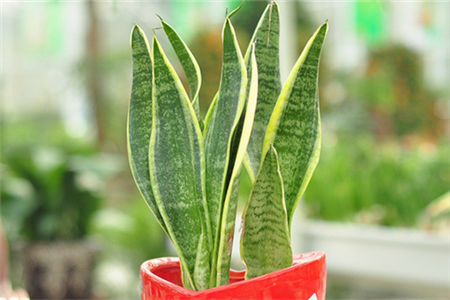 虎皮兰可以放卧室吗,有什么风水禁忌
