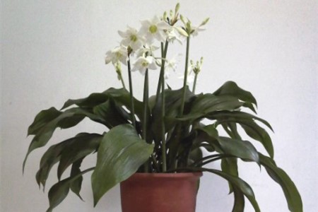 玉簪花怎么种植爆盆