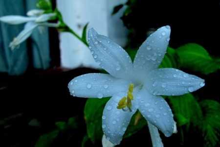 玉簪花怎么种植爆盆