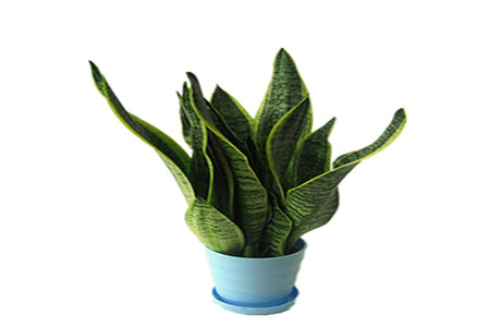 虎皮兰可以放卧室吗,有什么风水禁忌