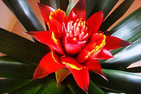 鸿运当头花烂了解决办法