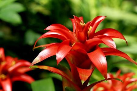 鸿运当头花烂了解决办法