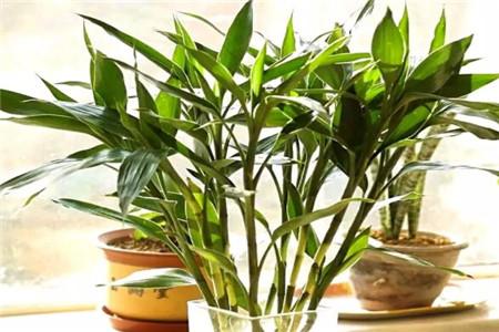 富贵竹生根了怎么种植