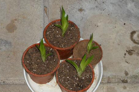 鸿运当头怎么种植