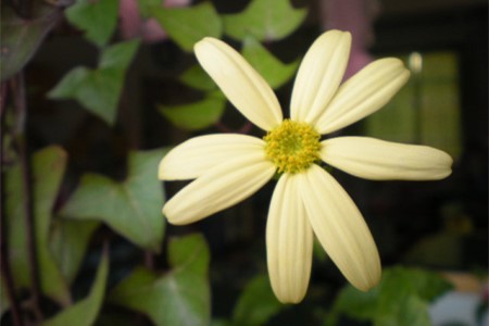 常春藤什么时候开花