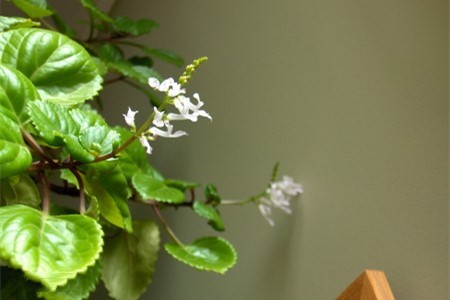 常春藤什么时候开花