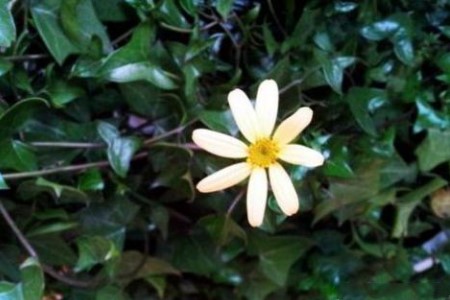 常春藤什么时候开花