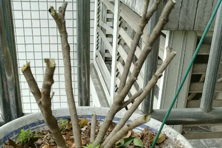 米兰开完花怎么修剪