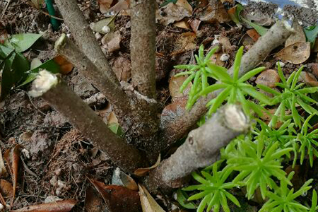 米兰开完花怎么修剪