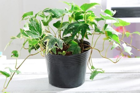 常春藤夏天怎么浇水