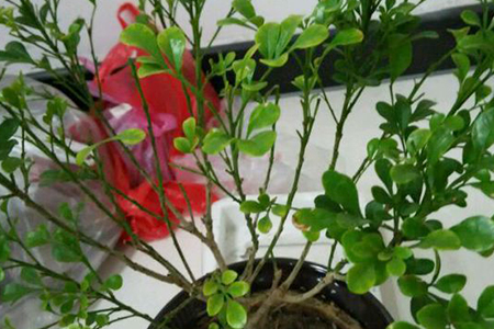 米兰开完花怎么修剪