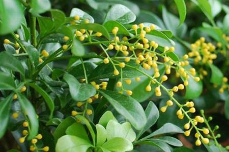 米兰有花苞为啥不开花