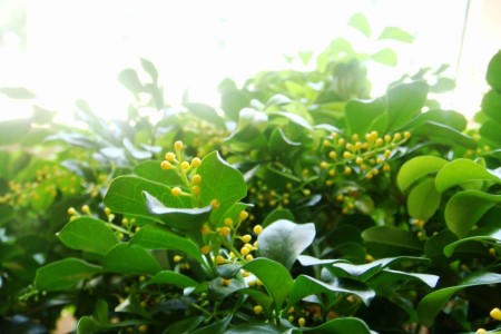 米兰有花苞为啥不开花