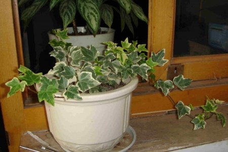 常春藤夏天怎么种植