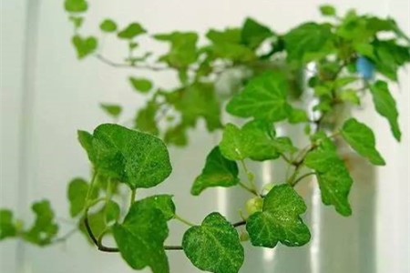 常春藤夏天怎么种植