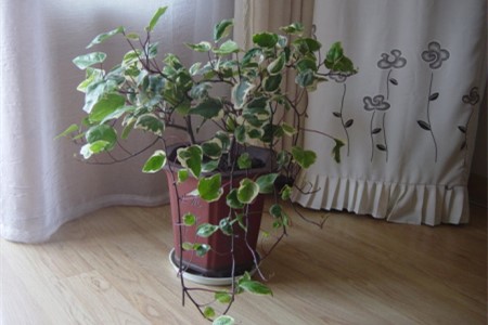 常春藤夏天怎么种植