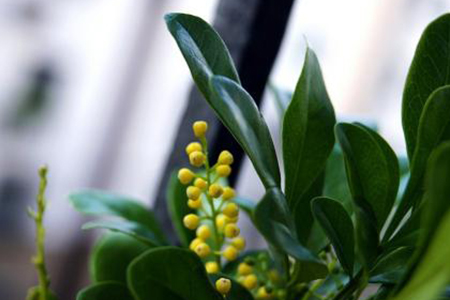 米兰有花苞为啥不开花