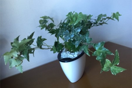 常春藤叶子发黑解决办法