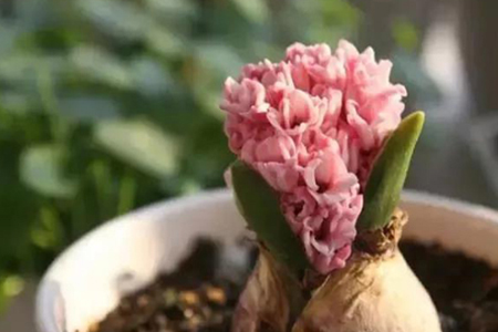 风信子怎么种:时间、土培和水培办法