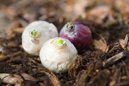 风信子怎么种:时间、土培和水培办法