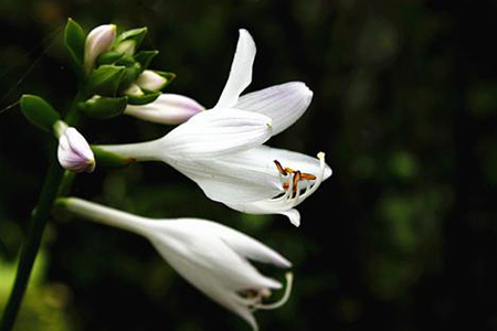 玉簪花什么时候开花