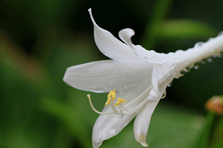 玉簪花什么时候开花