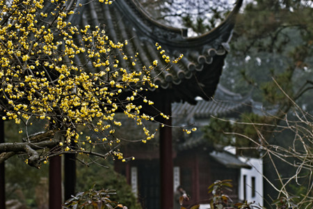 梅花的花语和意义，象征高洁的原因是啥