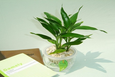 富贵竹营养液自制办法