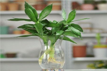 富贵竹营养液自制办法