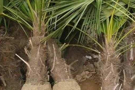 盆栽棕榈树的种植办法