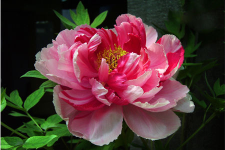 牡丹花在家养不吉利吗