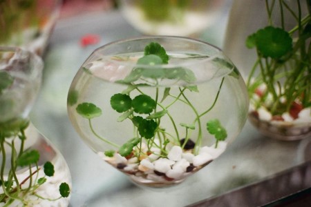 铜钱草根茎怎么水培