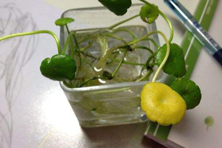 铜钱草根茎怎么水培