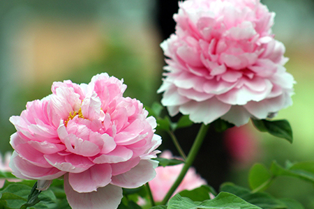 春天的花有哪些（经常遇见春季花卉养护办法）