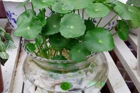铜钱草水培怎么固定根