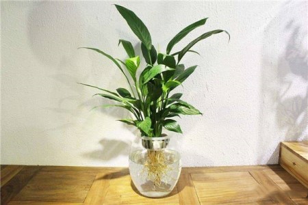 白掌怎么分株（水培和土培）