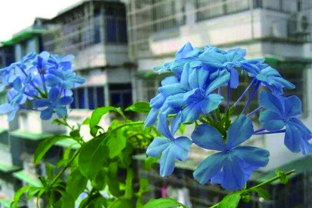 蓝雪花怎么打顶
