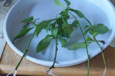 蓝雪花的繁殖办法