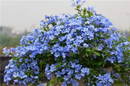 蓝雪花叶子焉了解决办法