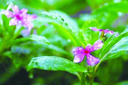 凤仙花怎么种植
