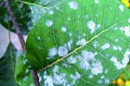 凤仙花怎么种植