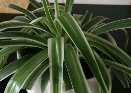 吊兰怎么种植才能更旺盛