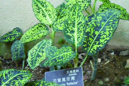 花叶万年青的养殖办法和注意些什么