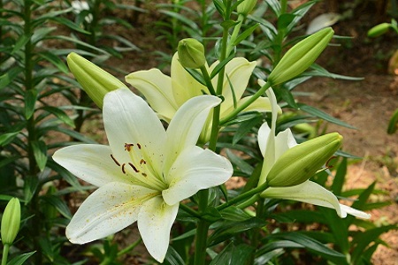 百合花的养殖办法和注意些什么