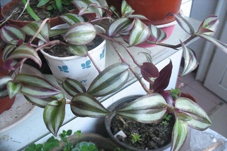 吊竹梅换盆需要去根吗，怎么种植才更旺盛